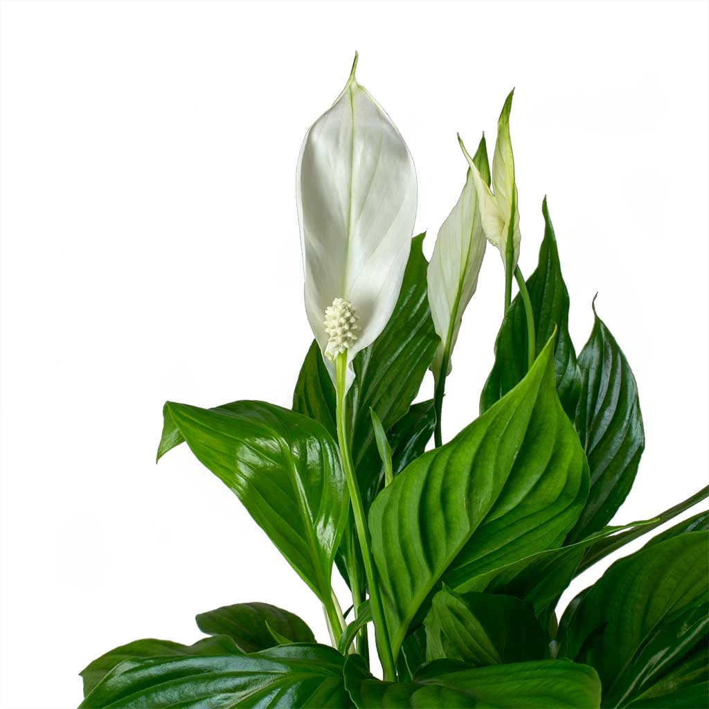 Spathiphyllum Bellini - Peace Lily - Image 7