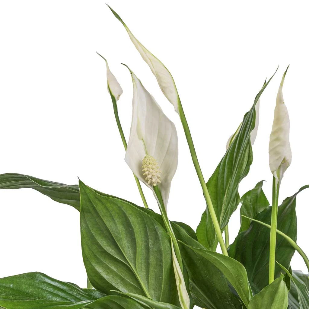 Spathiphyllum Bellini - Peace Lily - Image 2