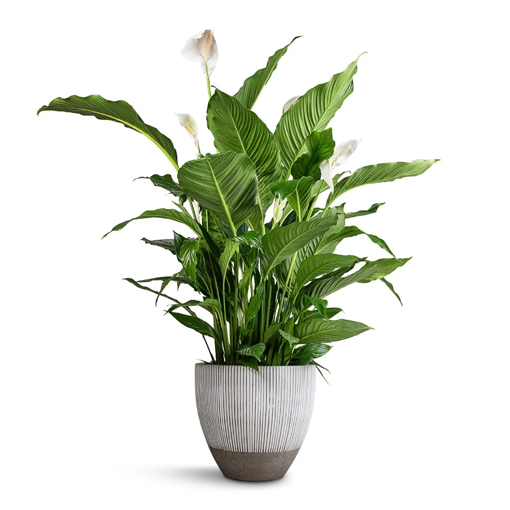 Spathiphyllum Sebastiano - Peace Lily