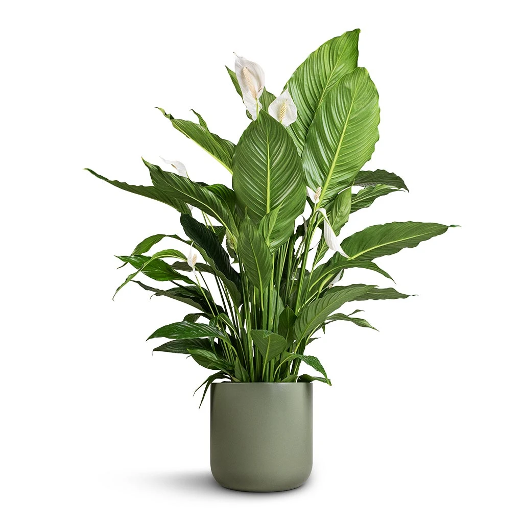 Spathiphyllum Sebastiano - Peace Lily - Image 4