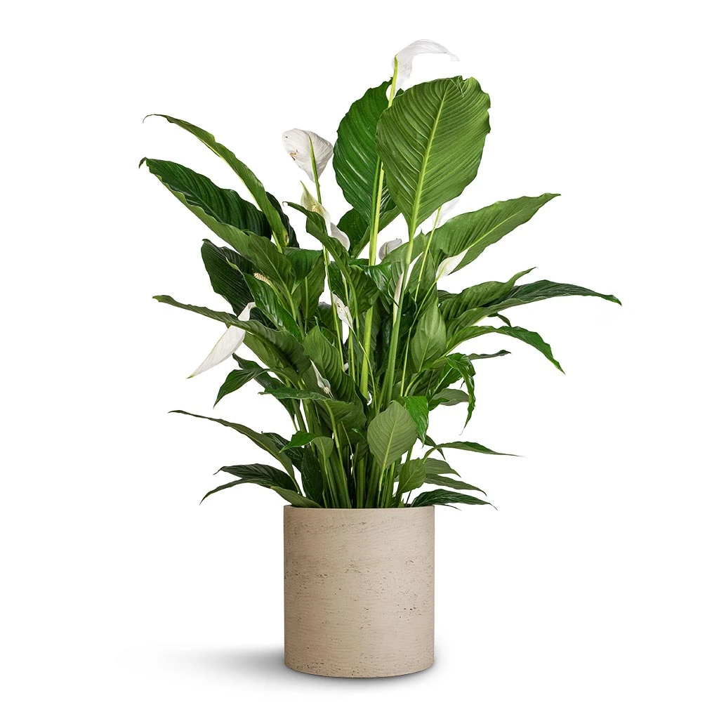 Spathiphyllum Sebastiano - Peace Lily - Image 2