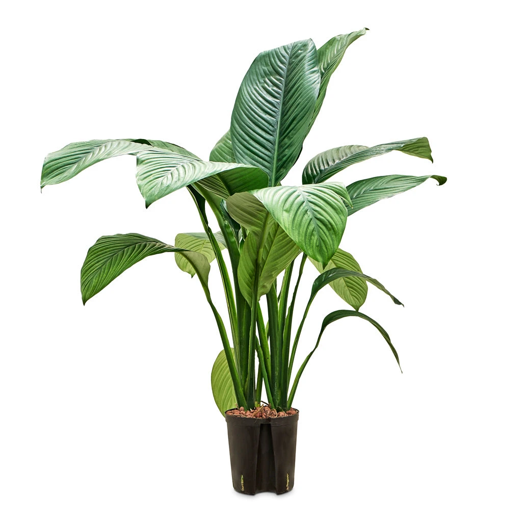 Spathiphyllum Sensation - Peace Lily - HydroCare