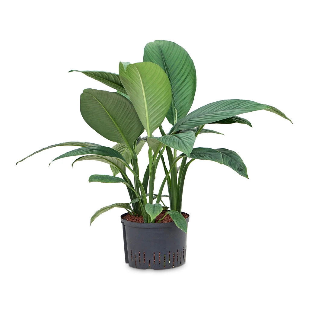Spathiphyllum Sensation - Peace Lily - HydroCare - Image 5