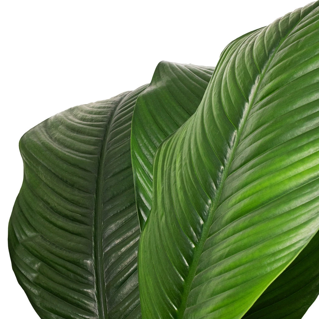 Spathiphyllum Sensation - Peace Lily - HydroCare - Image 4