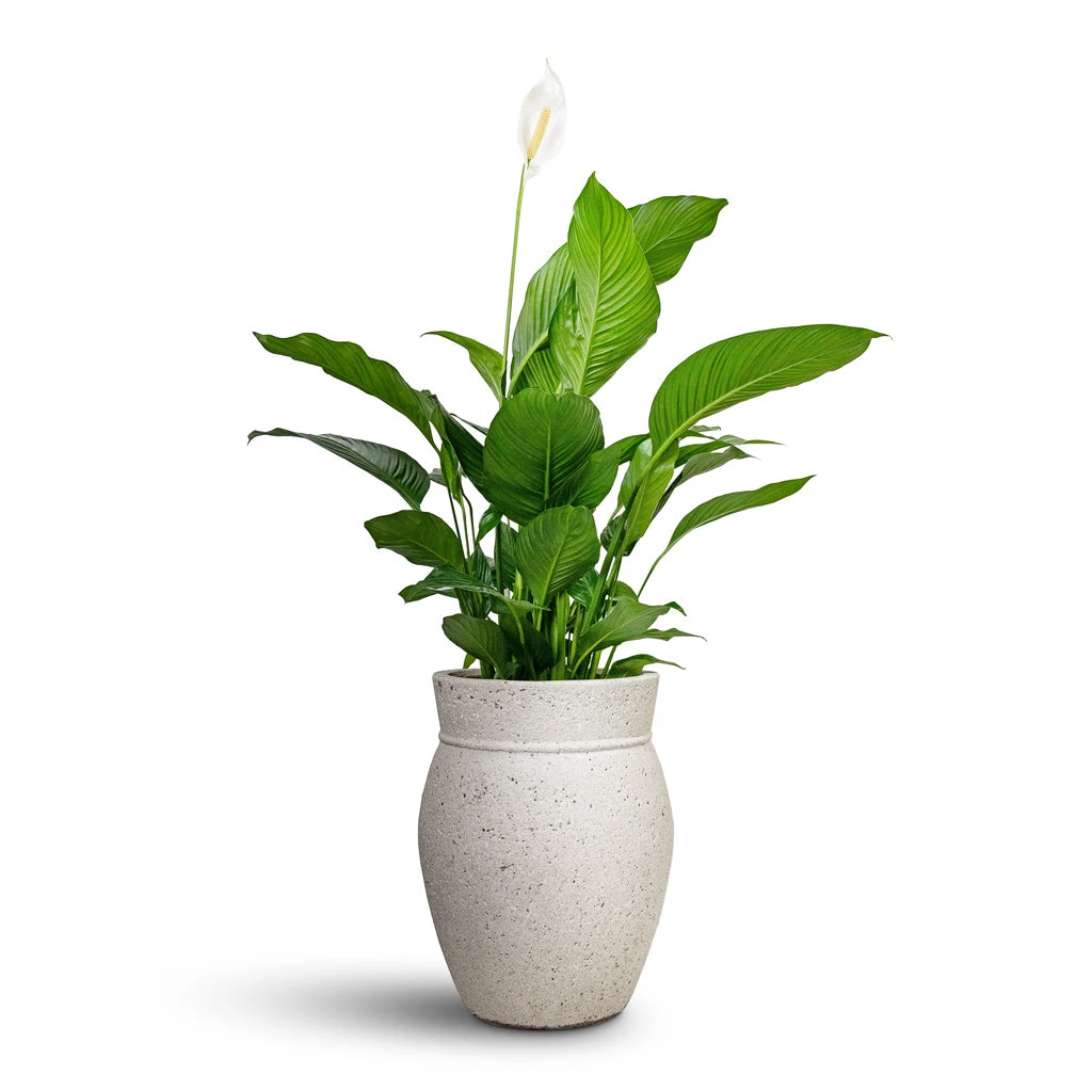 Apollo Mediterranean Planter - Chalk White - Image 2