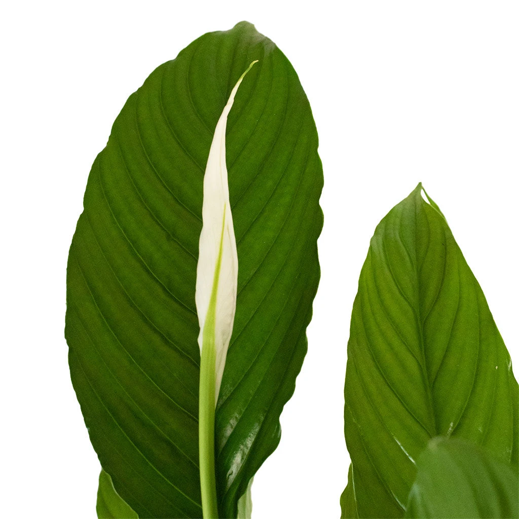 Spathiphyllum Vivaldi - Peace Lily - Image 2