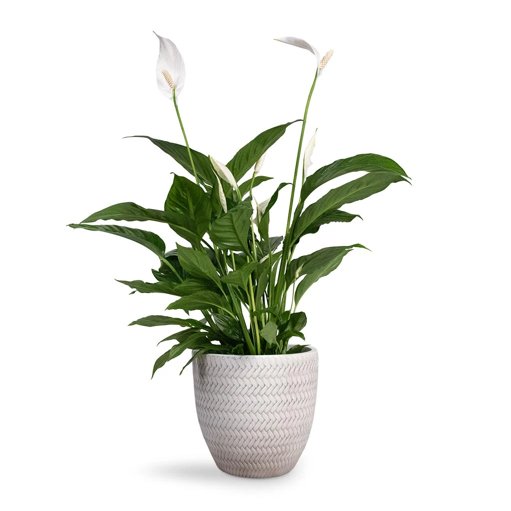 Spathiphyllum Vivaldi - Peace Lily - Image 5