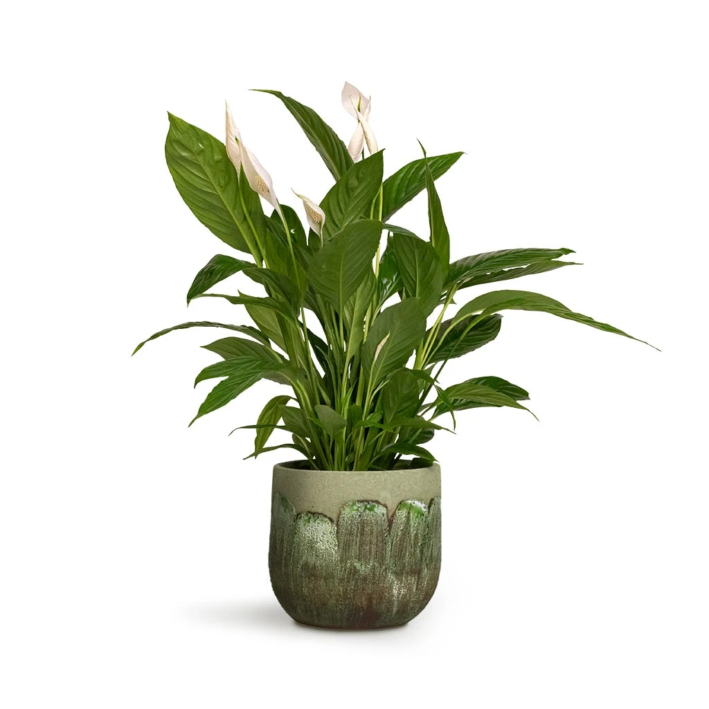 Spathiphyllum Vivaldi - Peace Lily - Image 4