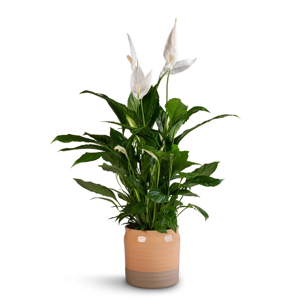 Spathiphyllum Vivaldi - Peace Lily - Image 7