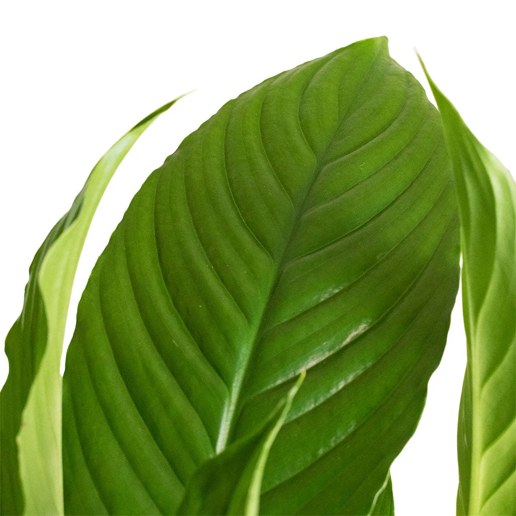 Spathiphyllum Vivaldi - Peace Lily - Image 6