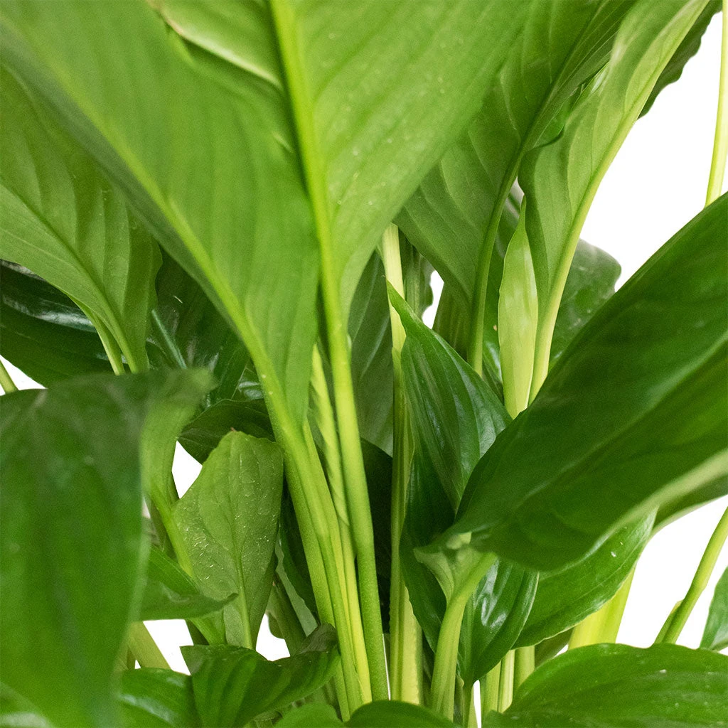 Spathiphyllum Vivaldi - Peace Lily - Image 8
