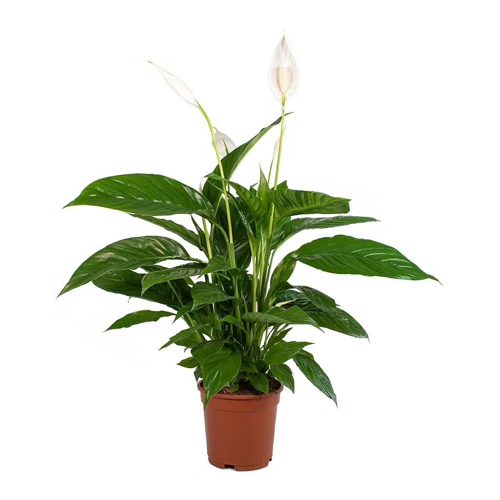 Spathiphyllum Vivaldi - Peace Lily - Image 3