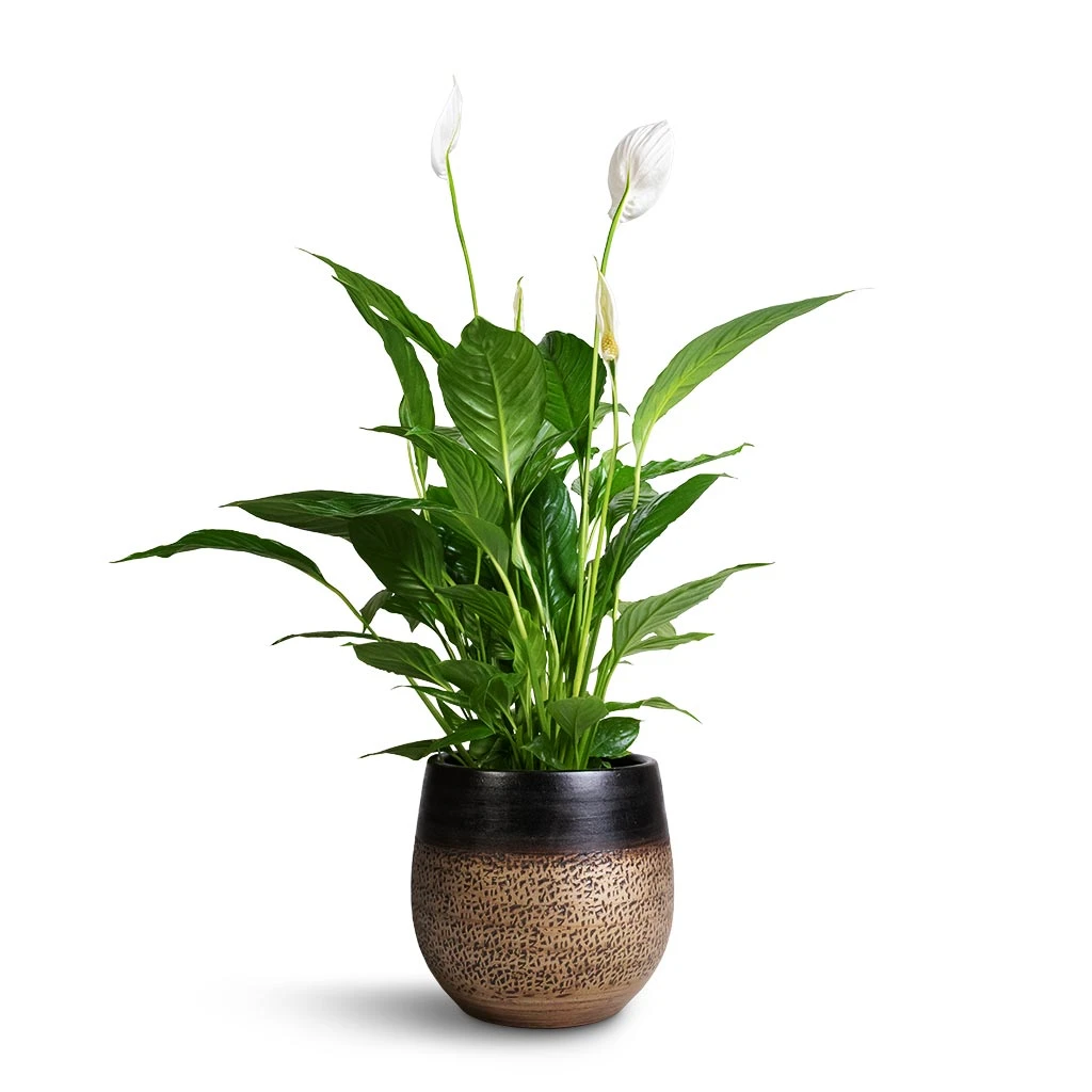 Spathiphyllum Vivaldi - Peace Lily - Image 9