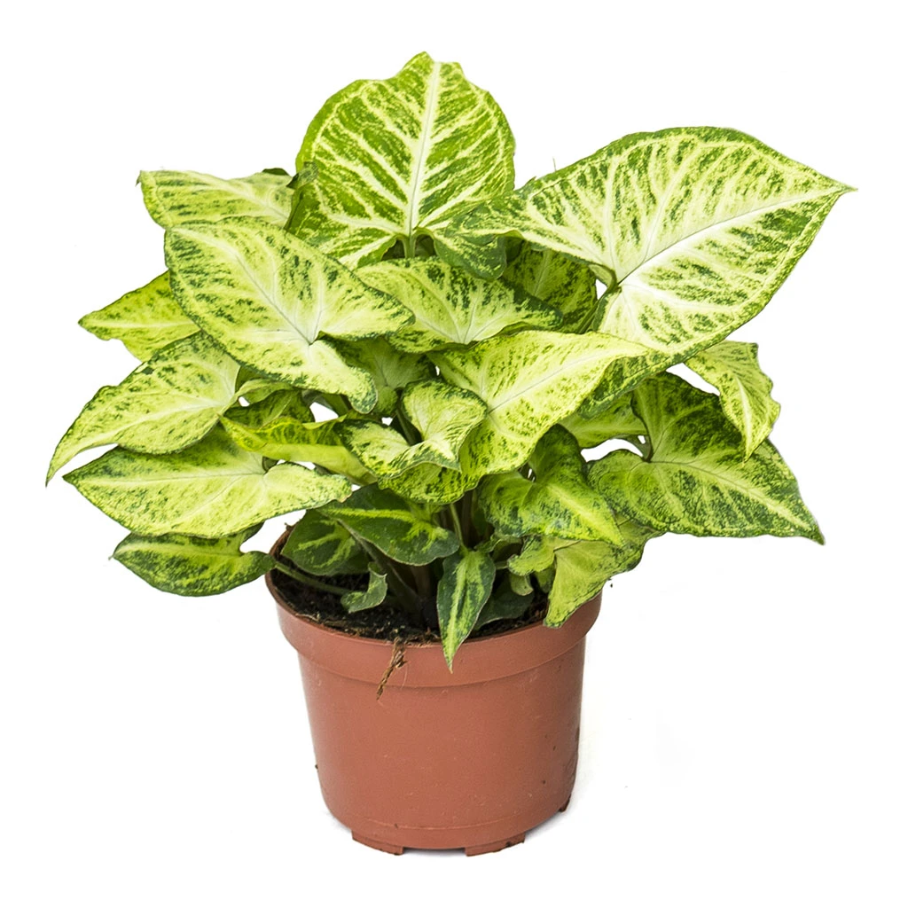 Syngonium Nephthytis Arrow - Arrow Plant - Image 6