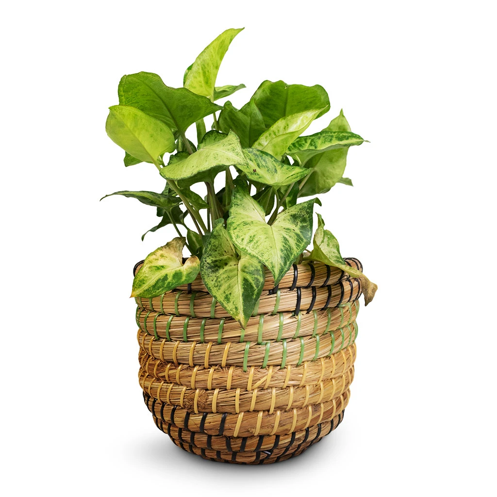 Syngonium Nephthytis Arrow - Arrow Plant - Image 10