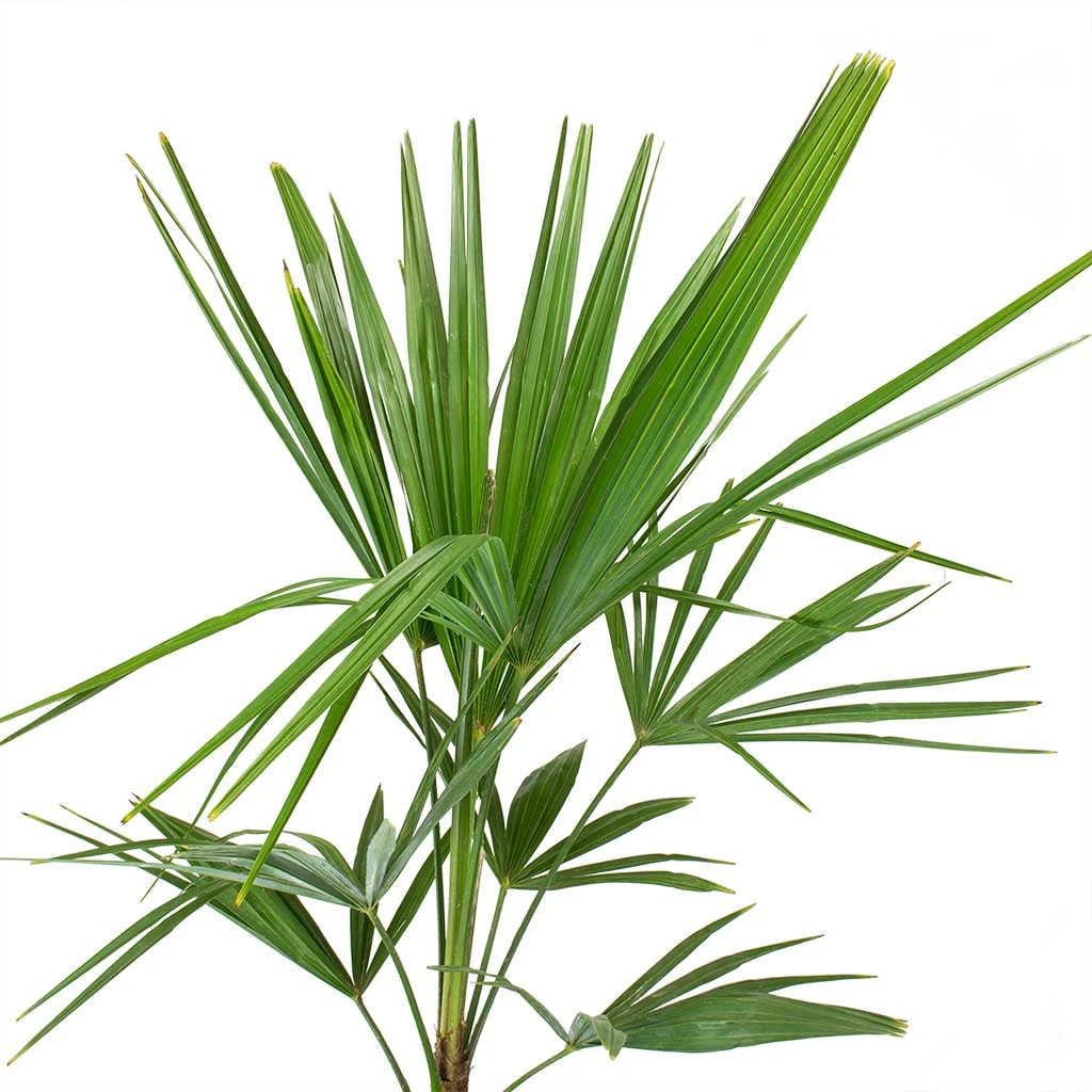 Trachycarpus Fortunei - Windmill Palm - Image 4