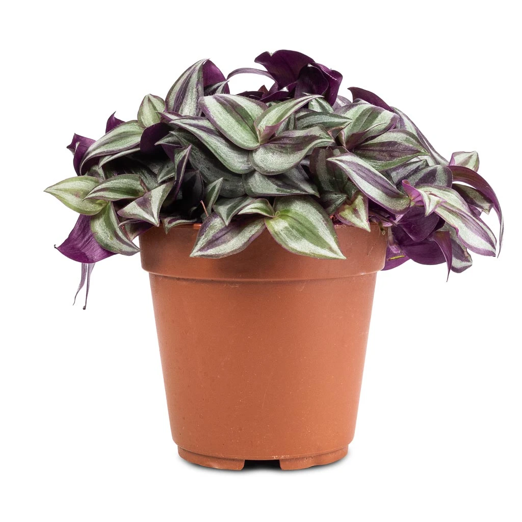 Tradescantia Zebrina - Inch Plant - Image 5