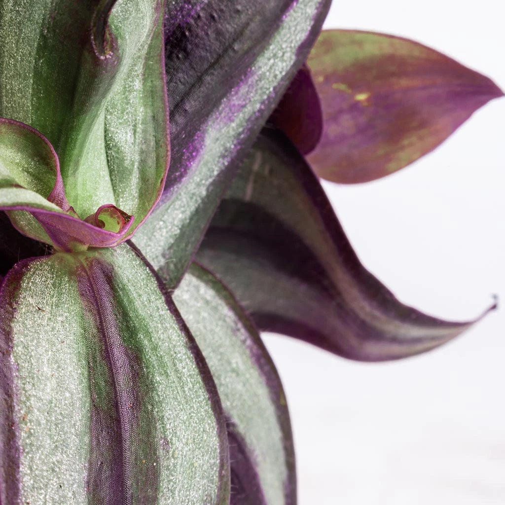 Tradescantia Zebrina - Inch Plant - Image 6