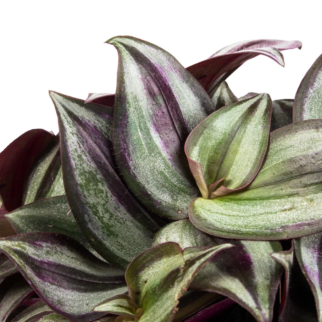 Tradescantia Zebrina - Inch Plant - Image 8