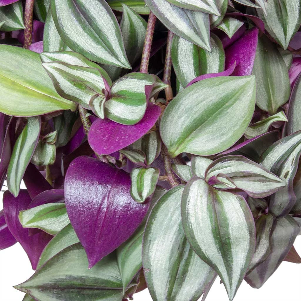 Tradescantia Zebrina - Inch Plant - Image 2