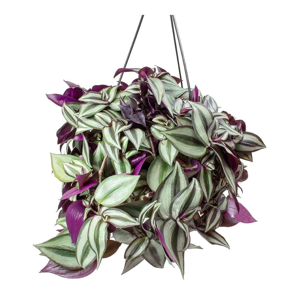 Tradescantia Zebrina - Inch Plant