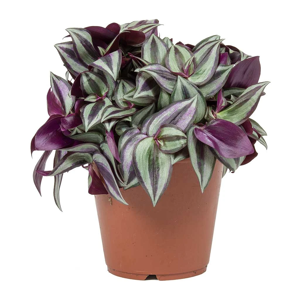 Tradescantia Zebrina - Inch Plant - Image 3