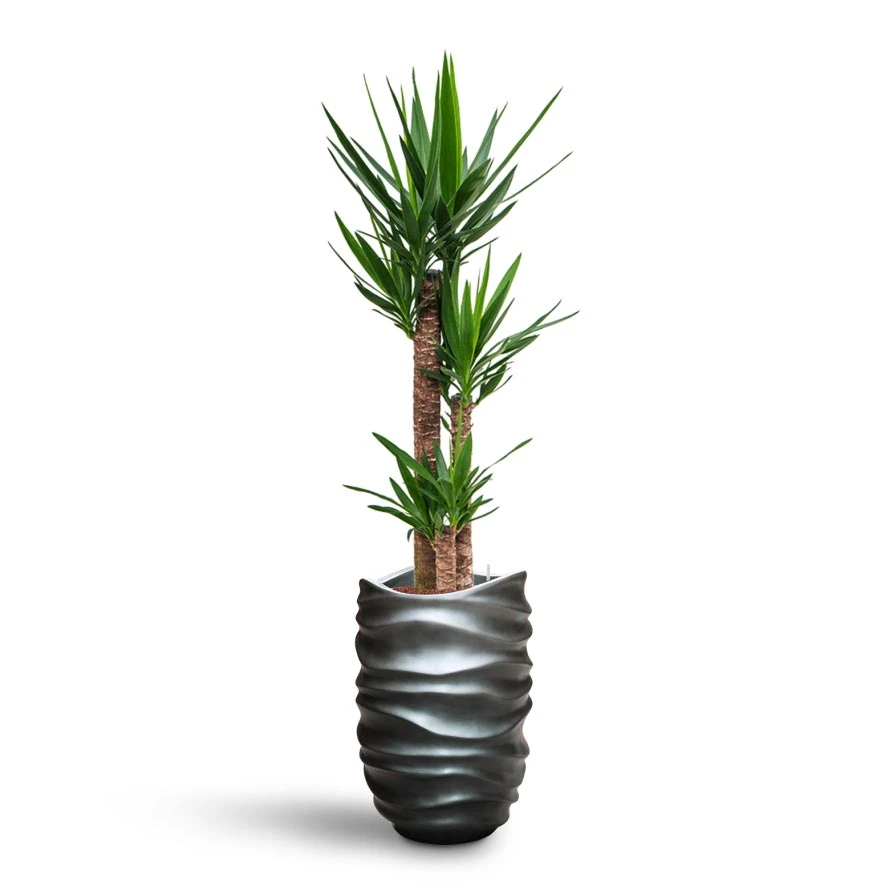Yucca - HydroCare - Image 14