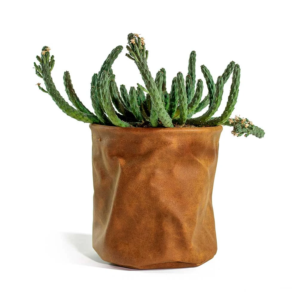 Euphorbia Flanaganii - Medusa Plant - Image 2