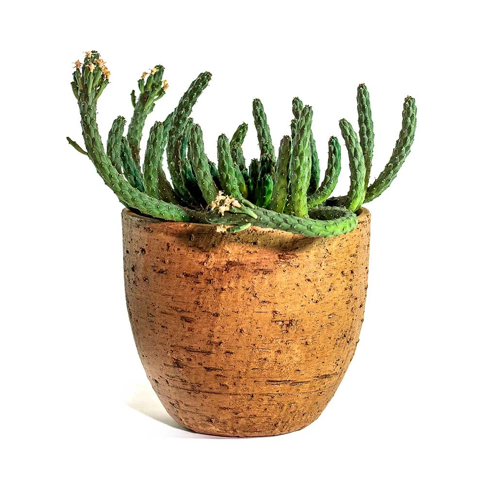 Euphorbia Flanaganii - Medusa Plant