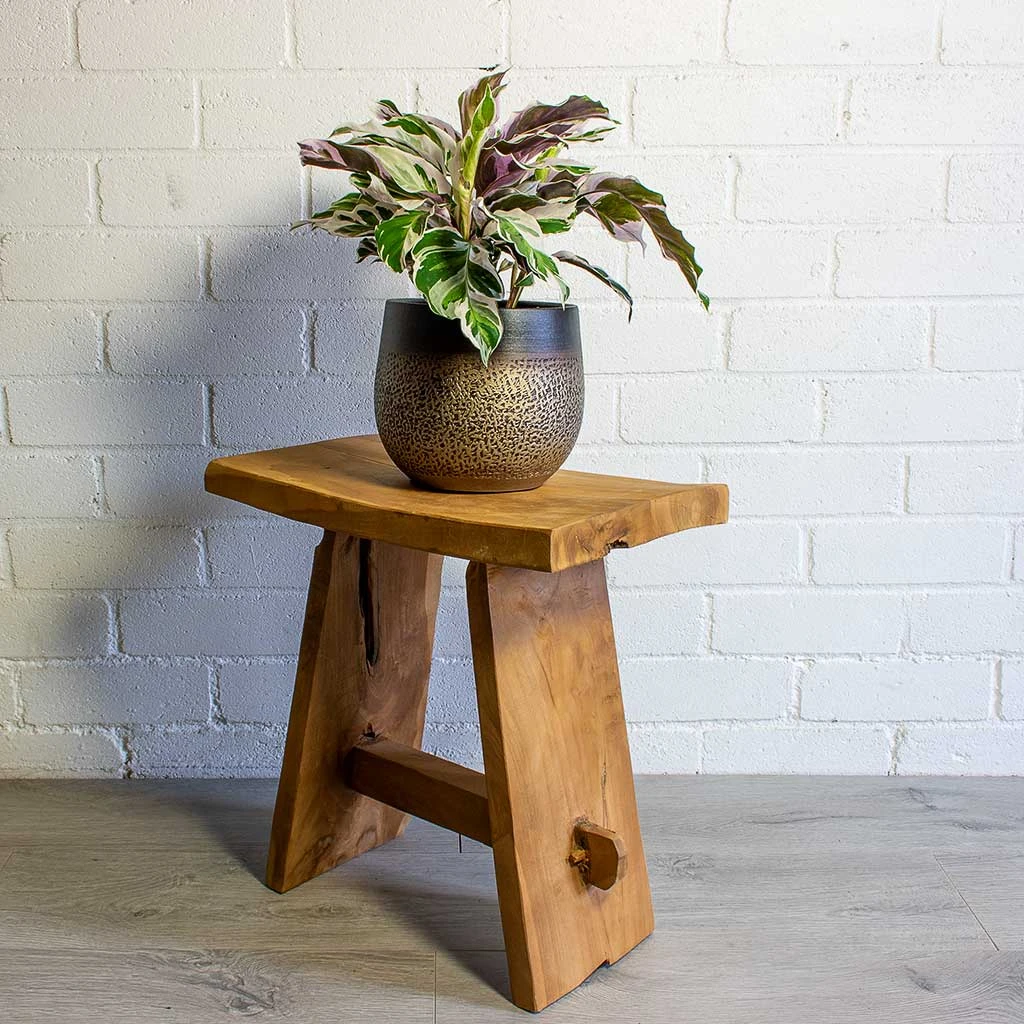 Calathea Fusion White - Image 9