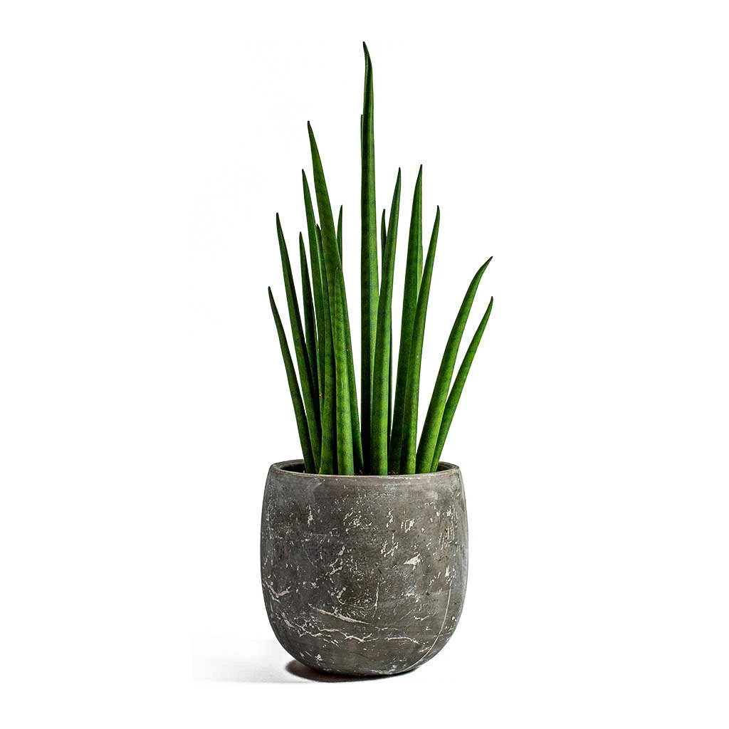 Sansevieria Bacularis Mikado - Snake Plant - Image 6