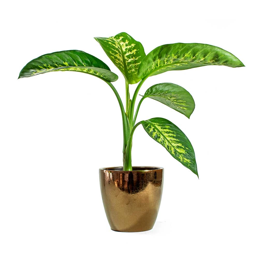 Dieffenbachia Seguine Tropic Snow - Dumb Cane - Image 5
