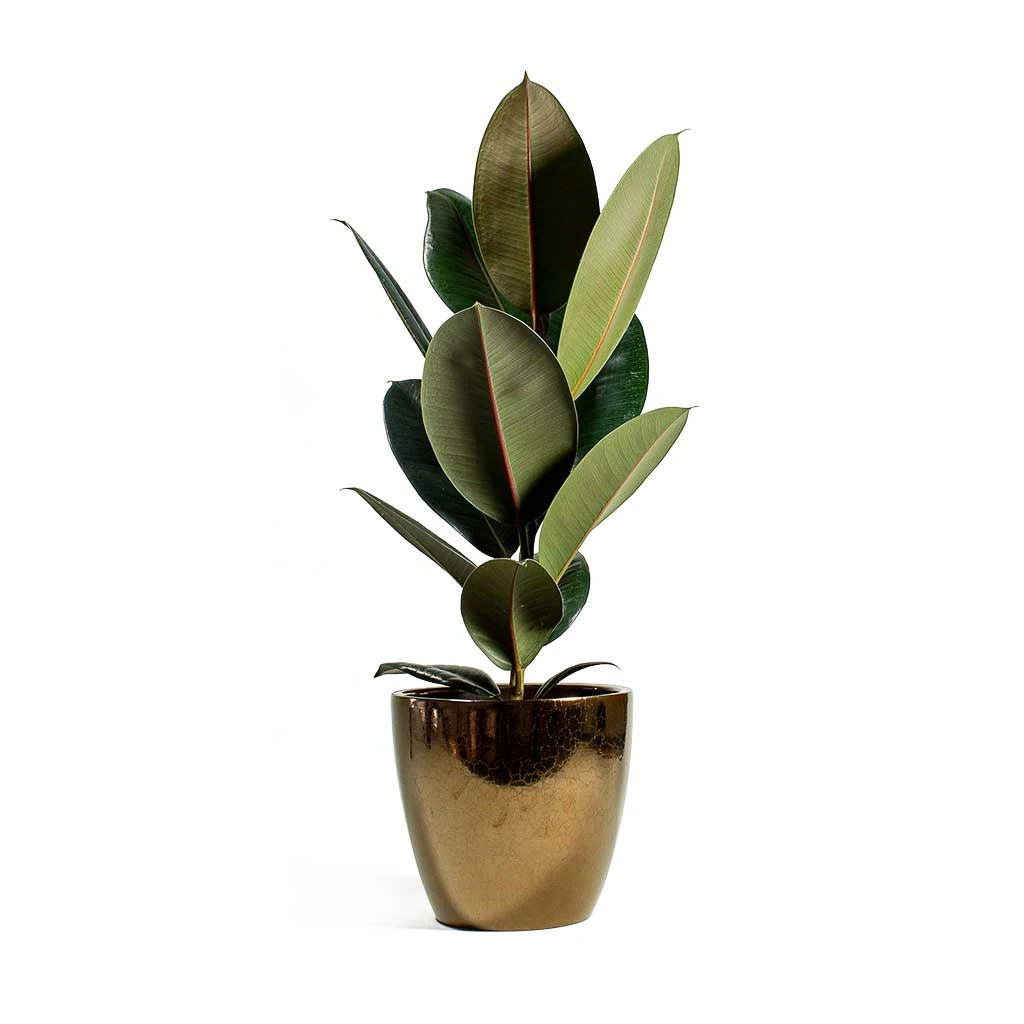 Ficus Elastica Abidjan - Burgundy Rubber Plant - Image 9